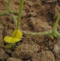 Vigna subterranea
