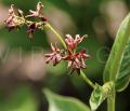 Vincetoxicum funebre