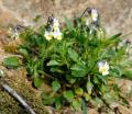 Viola kitaibeliana