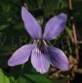 Viola palustris