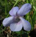 Viola riviniana