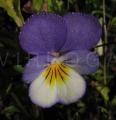 Viola tricolor