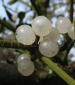Viscum album