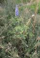 Vitex agnus-castus