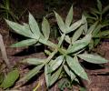 Vitex trifolia