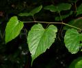 Vitis flexuosa