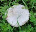 Volvopluteus gloiocephalus