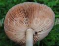 Volvopluteus gloiocephalus