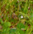 Wahlenbergia marginata