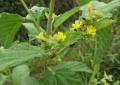 Waltheria indica