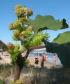 Xanthium strumarium