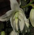 Yucca glauca