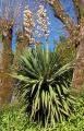 Yucca gloriosa