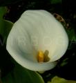 Zantedeschia aethiopica