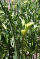 Zantedeschia albomaculata