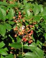 Zanthoxylum ailanthoides