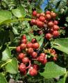 Zanthoxylum americanum