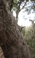 Zanthoxylum capense