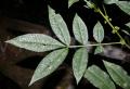 Zanthoxylum dimorphophyllum