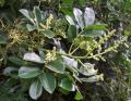 Zanthoxylum zanthoxyloides