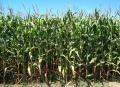 Zea mays