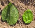 Ziziphus joazeiro