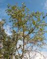 Ziziphus mucronata