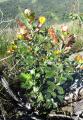 Zornia flemmingioides