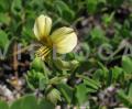 Zygophyllum fulvum