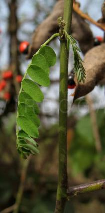 Abrus precatorius - Leaf (note symptoms of drought stress) - Click to enlarge!