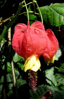 Abutilon megapotamicum - Flower - Click to enlarge!
