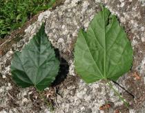 Abutilon megapotamicum - Upper and lower surface of leaf - Click to enlarge!