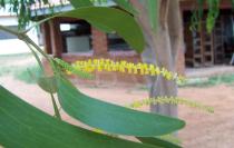 Acacia auriculiformis - Inflorescence - Click to enlarge!