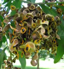 Acacia auriculiformis - Infructescence - Click to enlarge!