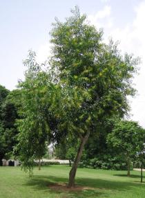 Acacia auriculiformis - Habit - Click to enlarge!