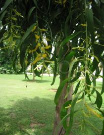 Acacia auriculiformis - Inflorescences - Click to enlarge!