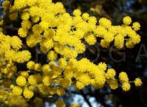 Acacia dealbata - Inflorescences - Click to enlarge!
