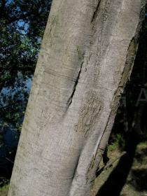 Acacia dealbata - Trunk - Click to enlarge!