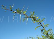 Acacia karroo - Branch with thorns - Click to enlarge!