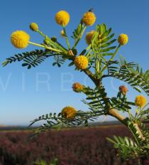 Acacia karroo - Inflorescences - Click to enlarge!