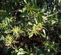 Acacia longifolia - Flower buds - Click to enlarge!