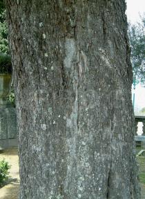 Acacia melanoxylon - Bark - Click to enlarge!