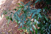 Acacia melanoxylon - Young branch with bipinnate leaves and phyllodes - Click to enlarge!
