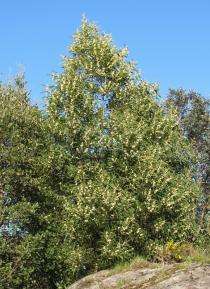 Acacia melanoxylon - Habit of young tree - Click to enlarge!