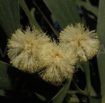 Acacia melanoxylon - Inflorescences - Click to enlarge!