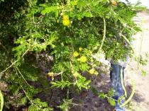 Acacia seyal - Flowers - Click to enlarge!