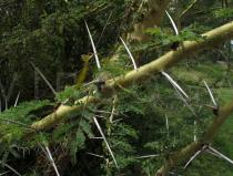 Acacia seyal - Thorns - Click to enlarge!