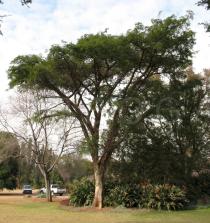 Acacia sieberiana - Habit - Click to enlarge!