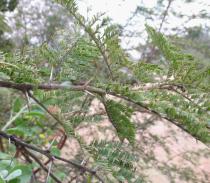 Acacia sieberiana - Twigs - Click to enlarge!