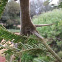 Acacia sieberiana - Thorns on leaf base - Click to enlarge!